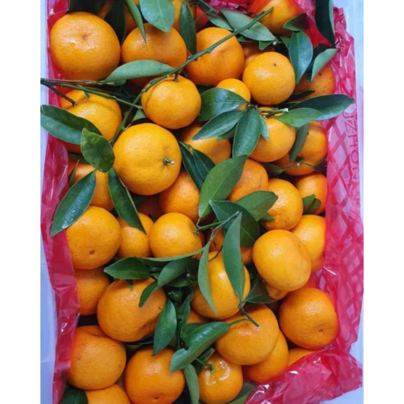 

1 KRAT JERUK SANTANG MANIS FRESH JUAL JERUK SANTANG GO-SEND MALANG MURAH GRATIS ONGKIR
