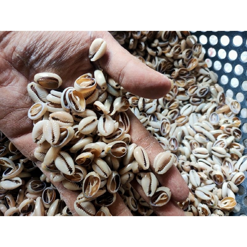kerang laut 100 gr | biji coklak | kerang hias | kerang kuwuk | buli kopi kupas