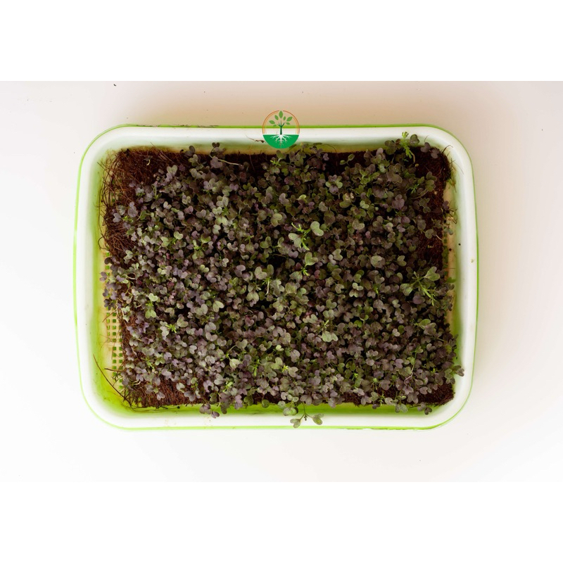

Microgreen Red Mizuna Akar Wangi