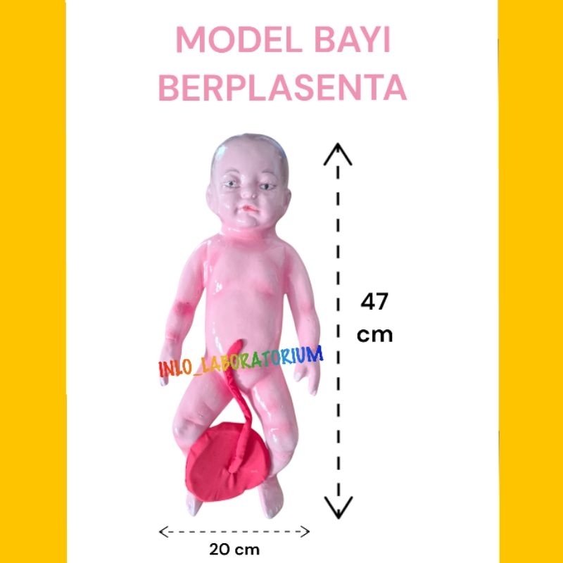 Model Bayi Berplasenta/Phantom Bayi/Manekim Bayi/Alat Peraga Bayi