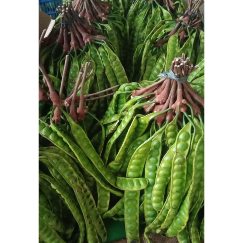 

Petai/Pete Tua dari Malang 10 Papan/lonjor