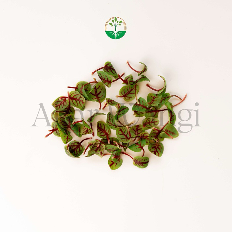 

Edible Leaves Red Sorrel Akar Wangi