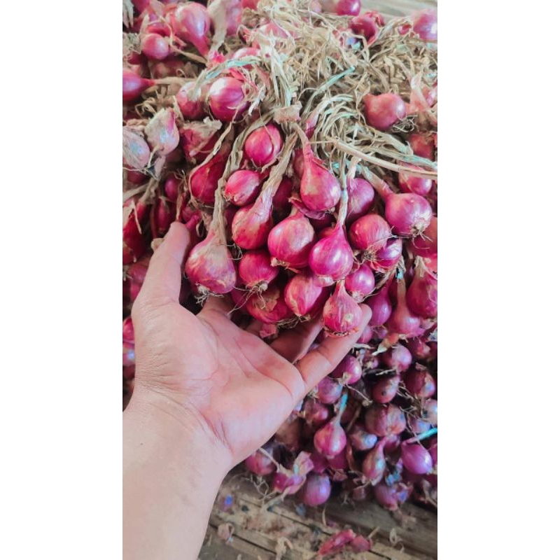 Bawang Merah Segar Langsung Dari Petani Brebes