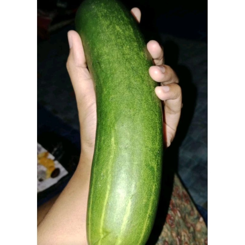 

{COD BAYAR DI TEMPAT GRATIS ONGKIR} Timun super Jumbo