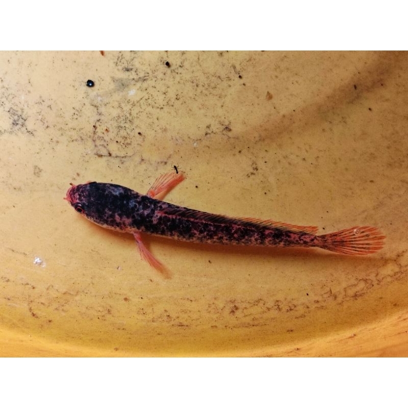 Limbata Borolox Red Pin