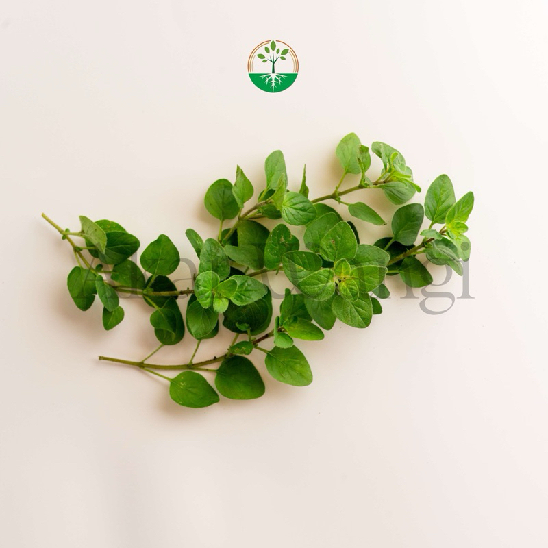 

Herb Series Oregano Akar Wangi