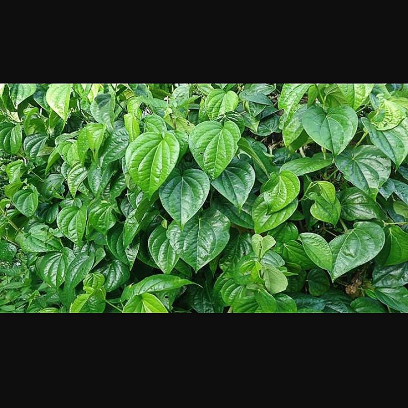 

20 Lembar daun sirih hijau segar