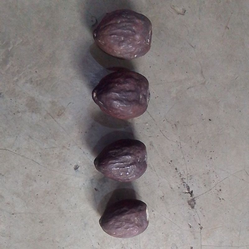 bibit muncang adu jawara batok tebal super kuat sibabu penghancur artisan... UK s, m, l, xl