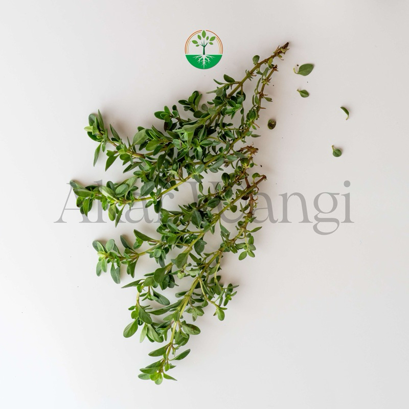 

Herb Series Thyme Akar Wangi