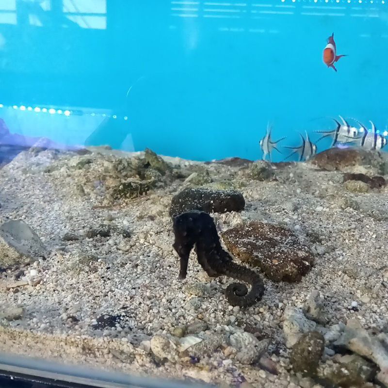 KUDA LAUT ASLI HIDUP AIR LAUT