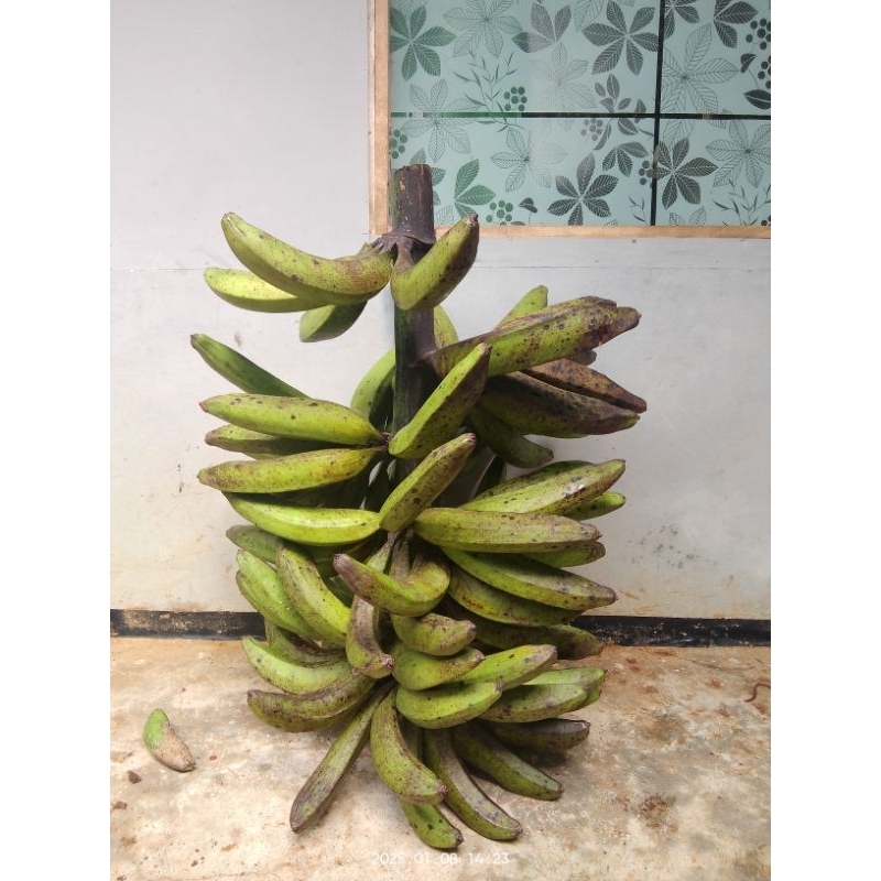 

pisang janeng super mentah/matang 1kg