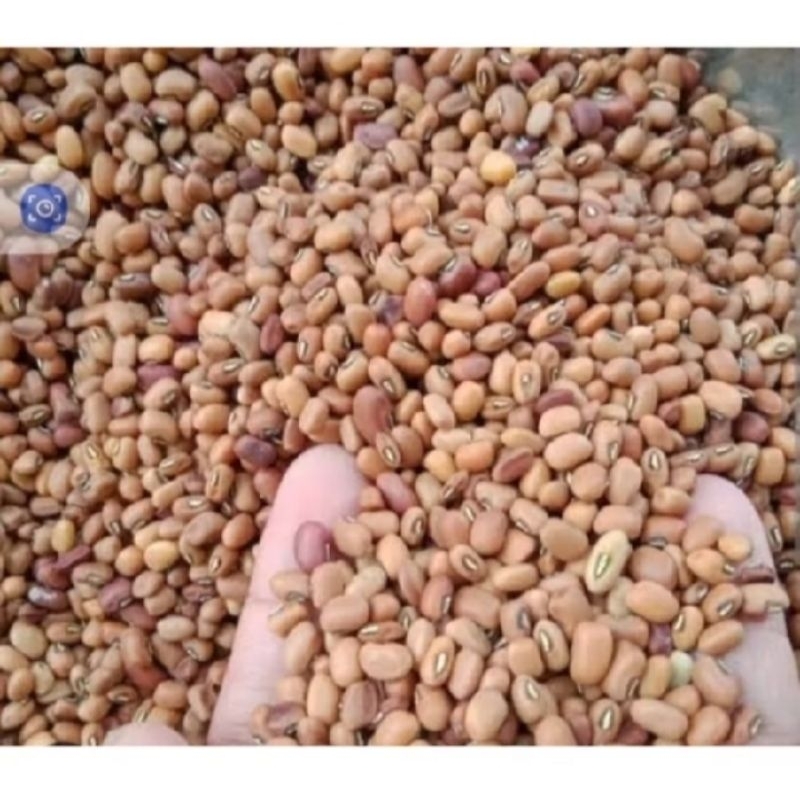 

1kg kacang tolo super/ kacang tunggak mentah