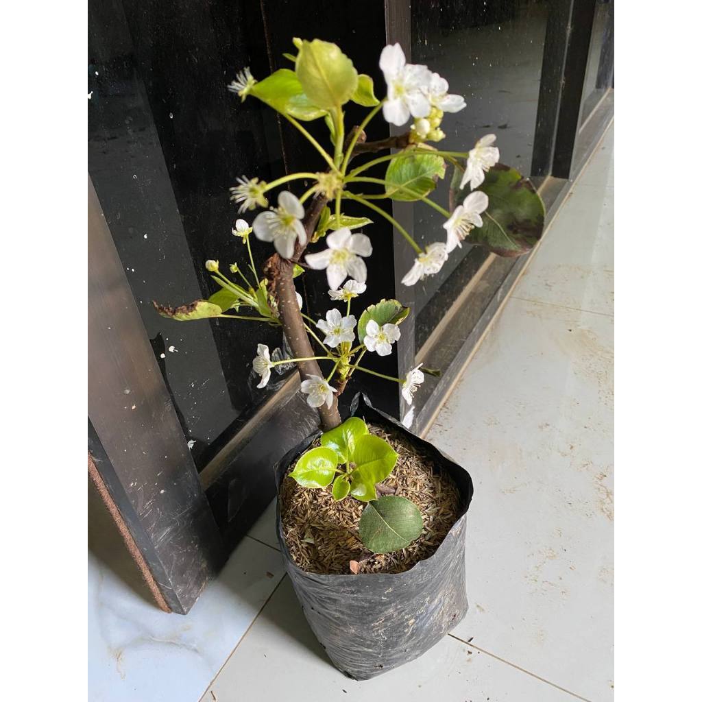 BIBIT BUAH PIR SUDAH BERBUNGA LEBAT SUPER CANTIK SPESIAL LIVE 25,25