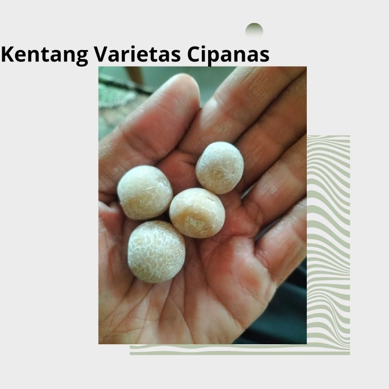 

Kentang Varietas Cipanas isi 100 butir