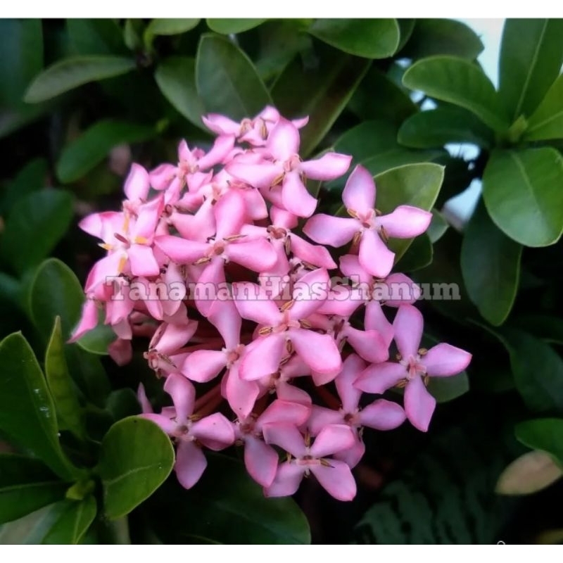 Promo MURAH bibit bunga Asoka pink - tanaman hias Asoka bunga pink - bibit bunga - bunga Asoka - tan