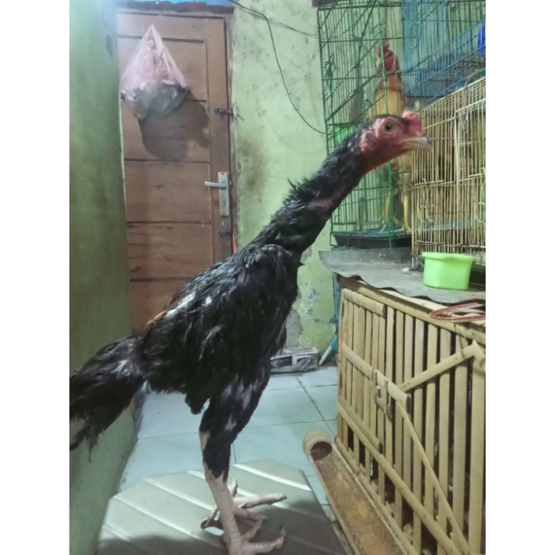 ayam shamo jepang x eropa anakan umur 4 bulan jantan sesuai pick