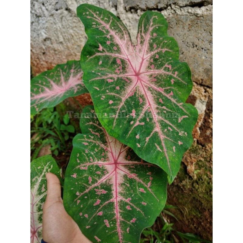 tanaman hias keladi redstar - tanaman keladi hias - tanaman hias keladi - keladi hias