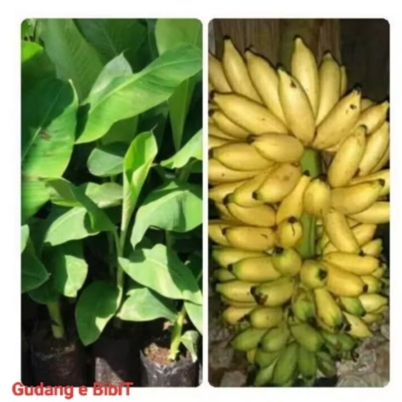 Bibit Pisang Lampung