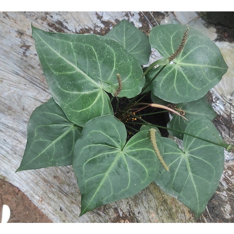 Anthurium Clarinervium Hybrid Cakep / Anthurium Tarantula - Tanaman Hias Anthurium Kuping Gajah