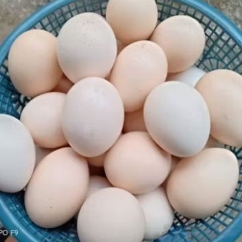 

TELUR AYAM KAMPUNG ASLI FRESH PANEN SETIAP HARI