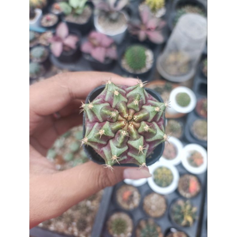 kaktus gymnocalycium purple nebula induk onwroot / gymno purpel nebula / kaktus / tanaman hias