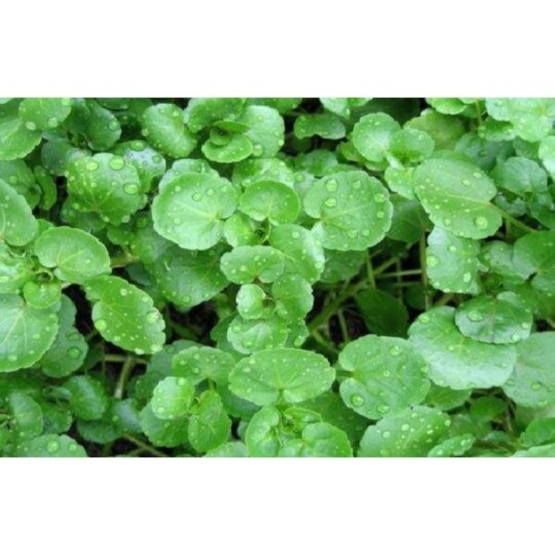 

Daun antanan /antanan 500gram