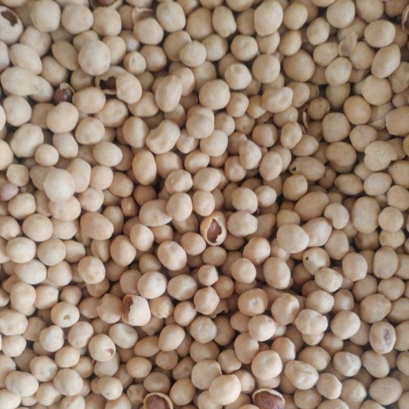 

kacang atom sp