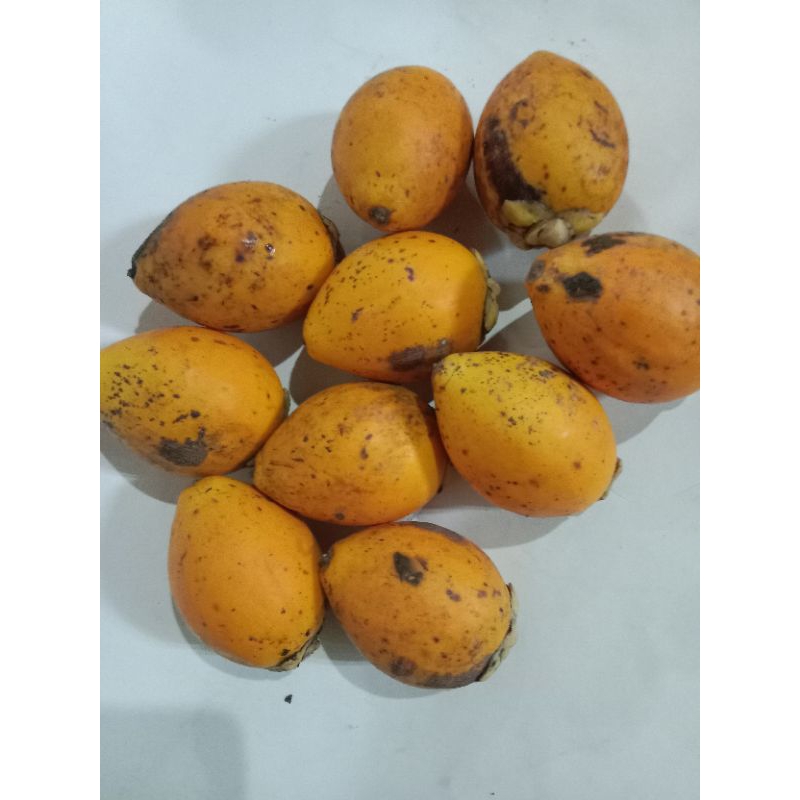 

pinang tua/pinang gading(kuning) langka. harga per 2 biji