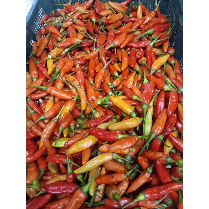 

cabe rawit merah ori 100gr