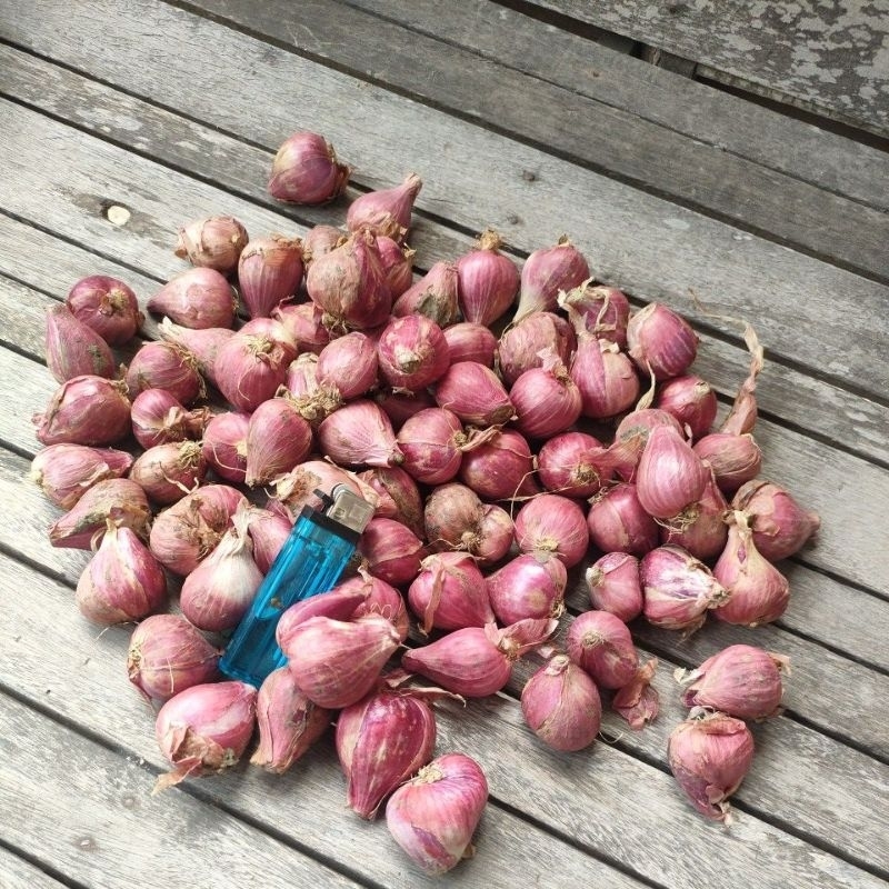 

bawang merah asli Brebes ukuran jumbo super