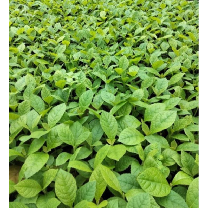 Bibit pohon jati super  MURAH