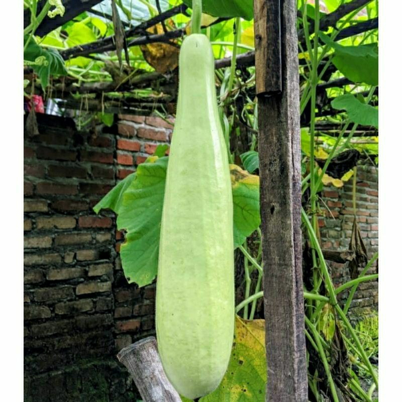 benih labu air hijau/blonceng sayuran 50 biji siap tanam