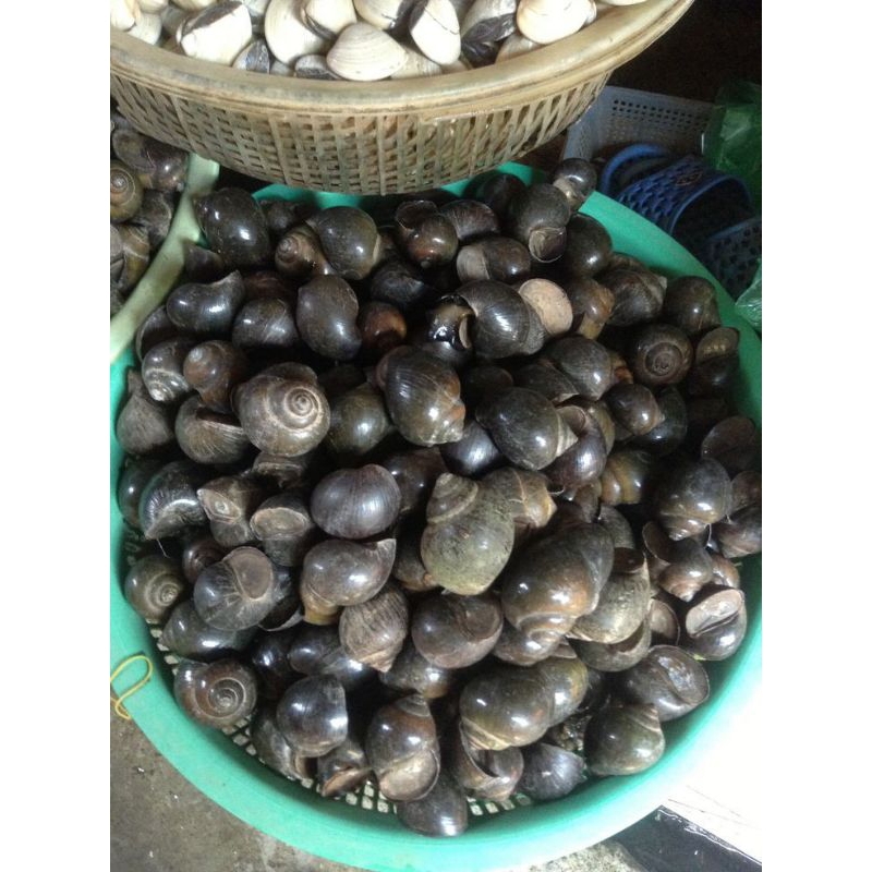 

Keong Hitam / keong sungai enak untuk dimasak