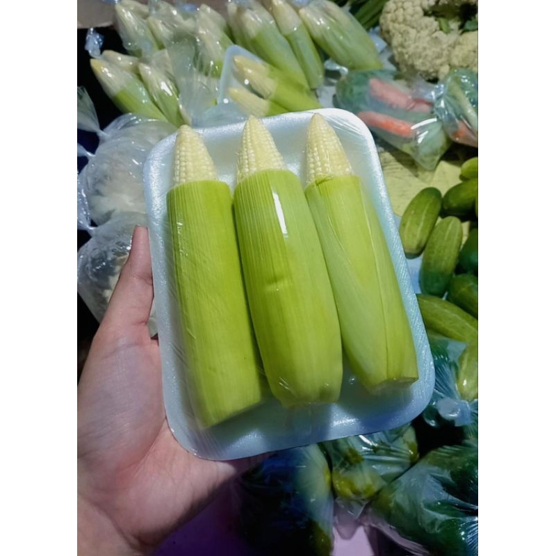 

Jagung putren