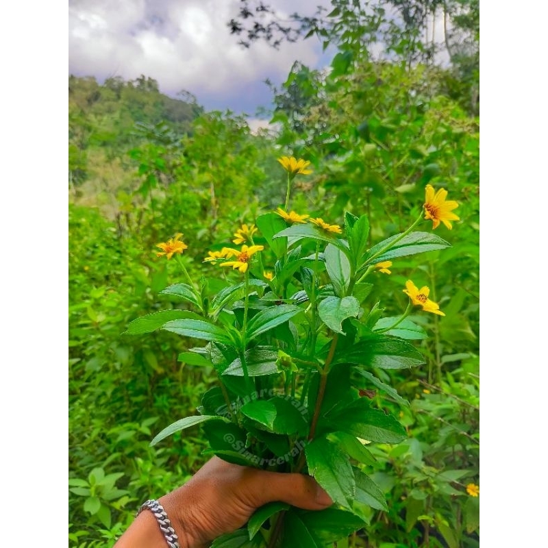 Bunga matahari/Bibit Tanaman Bunga Matahari/Pohon tanaman hias bunga matahari