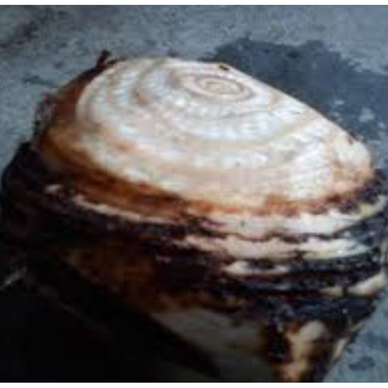 

bahan bikin keripik seger bongol pisang1kg