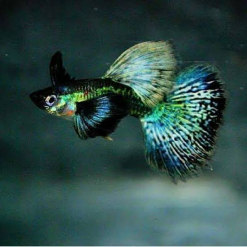 HIASAN AQUARIUM BURAYAK GUPPY  GREEN DRAGON