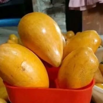 

Buah Alkesa Sawo Mentega 1Kg