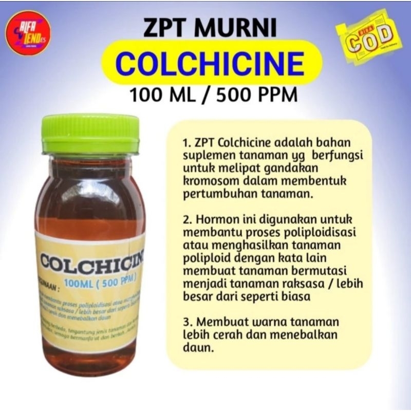 ZPT Colchicine zat hormon pengatur tumbuh tanaman pengganda kromosom menjadi raksasa dan memperbanya