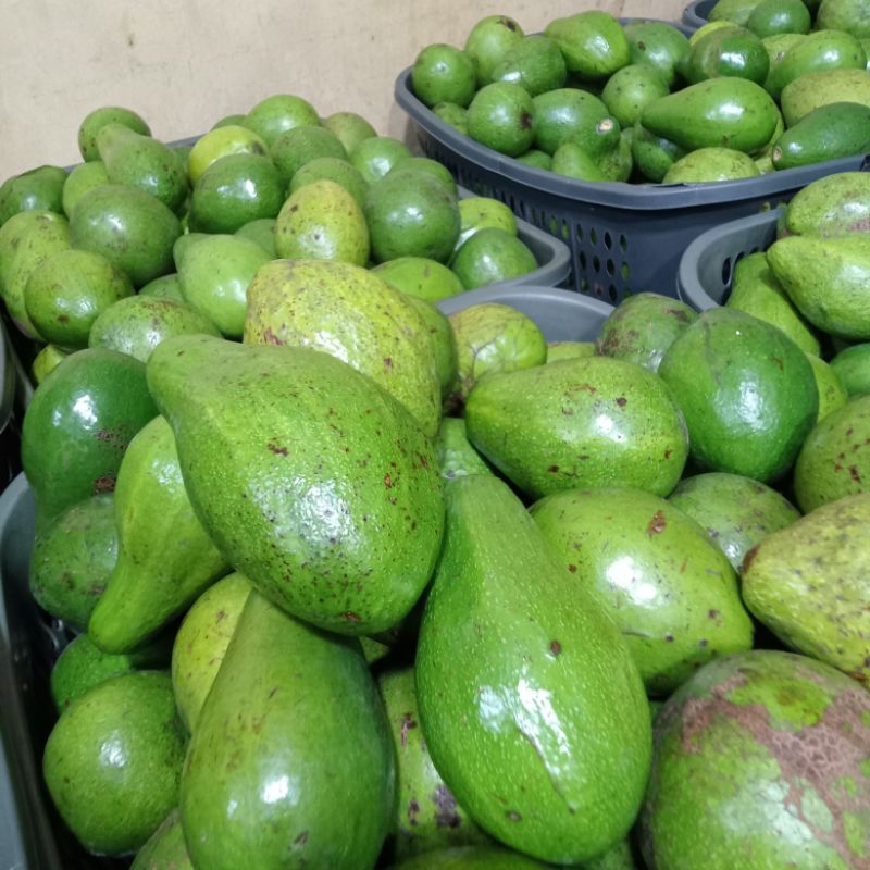 

alpukat mentega super isi 2_3 mengkel