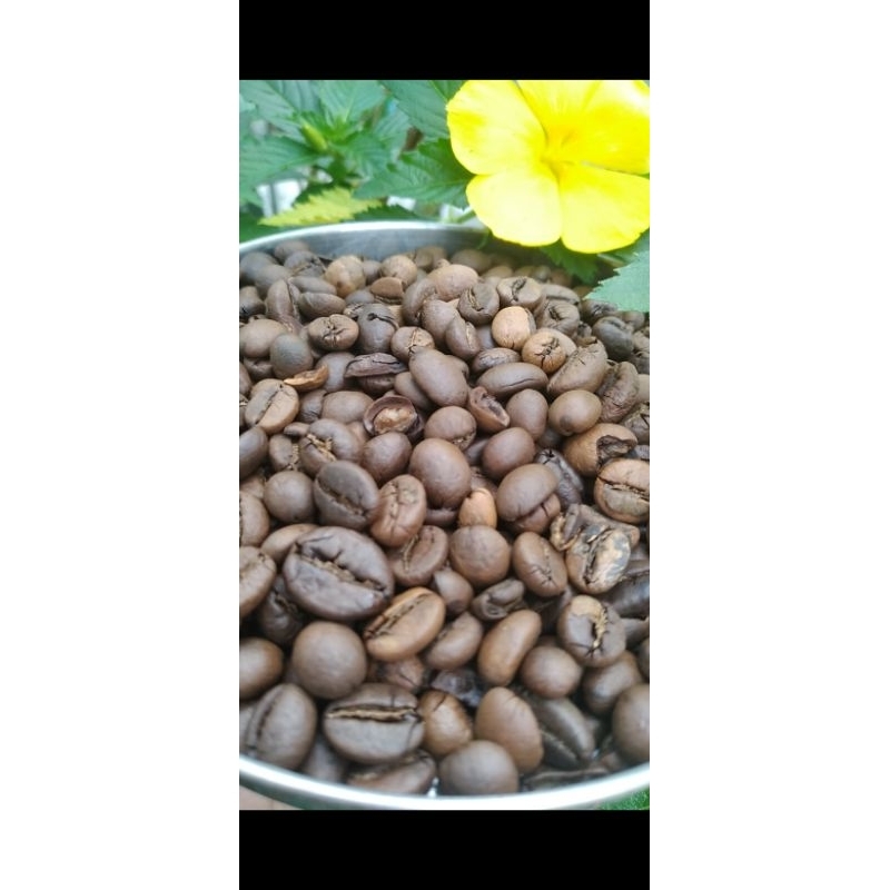 

BIJI KOPI ROBUSTA KOPI GUNUNG KAWI