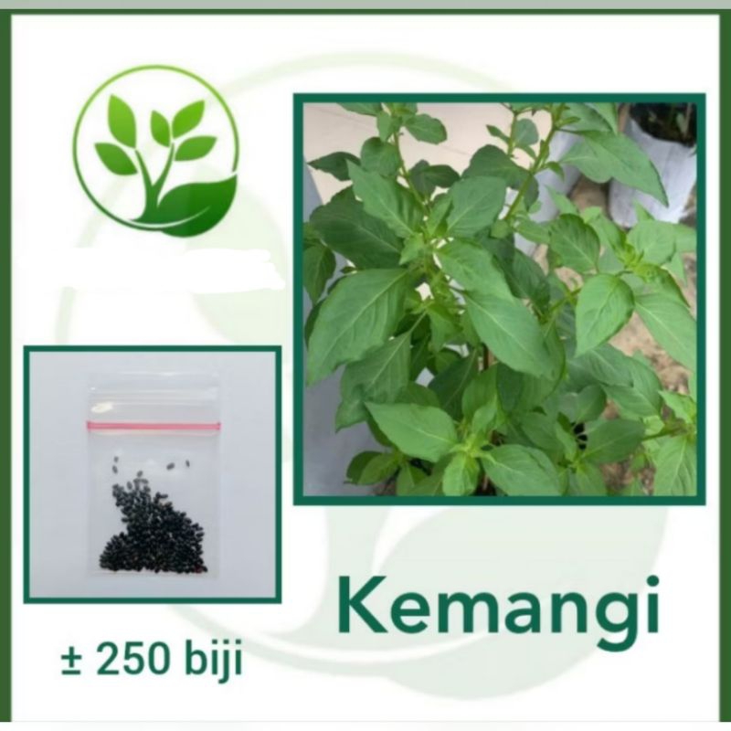 

Benih Kemangi