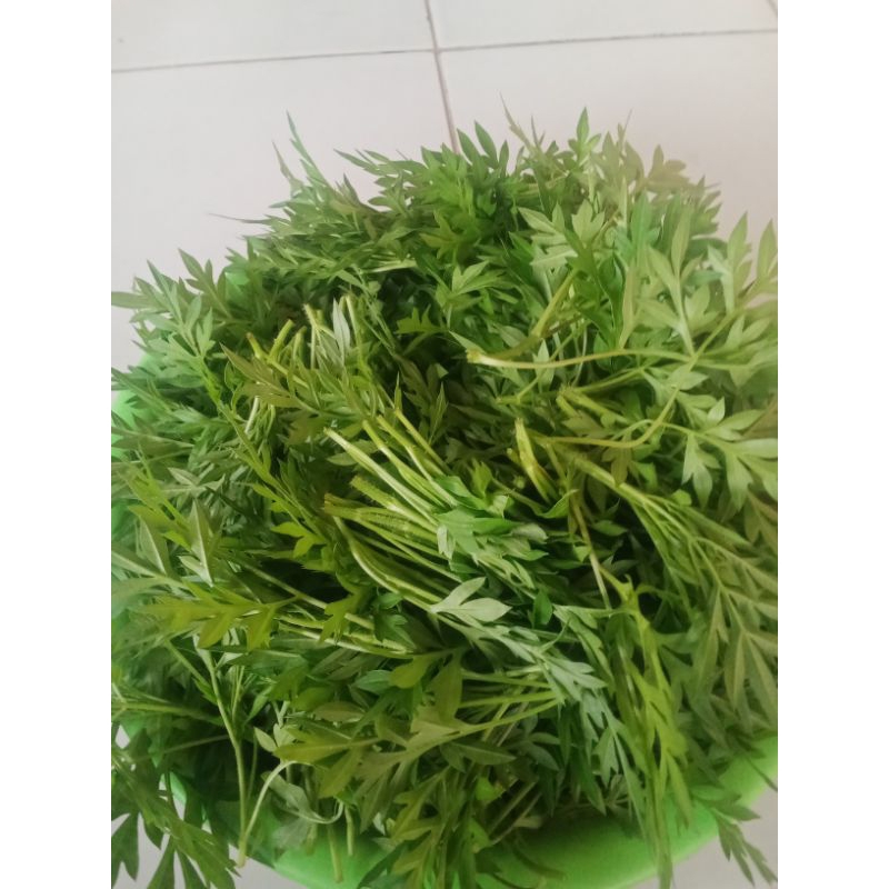 

daun suring / kenikir