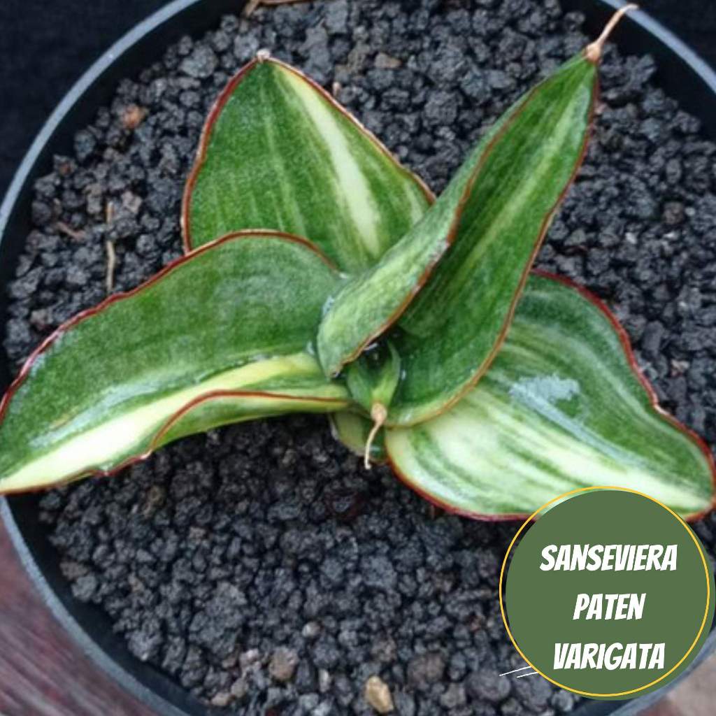 sansieviera patens Variegata sansievera mini