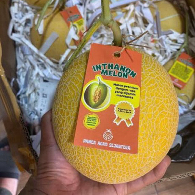 

Melon Premium Inthanon 1 Buah