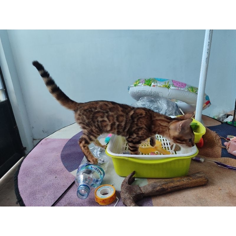 kucing  bengal kitten brown shitted charcoal roasted