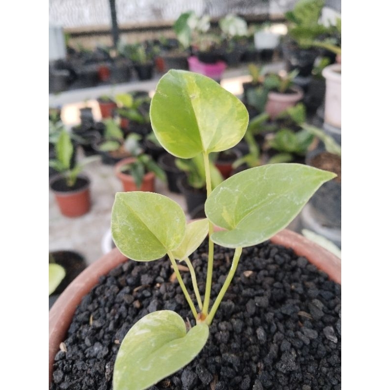 anthurium corong varigata mewah v