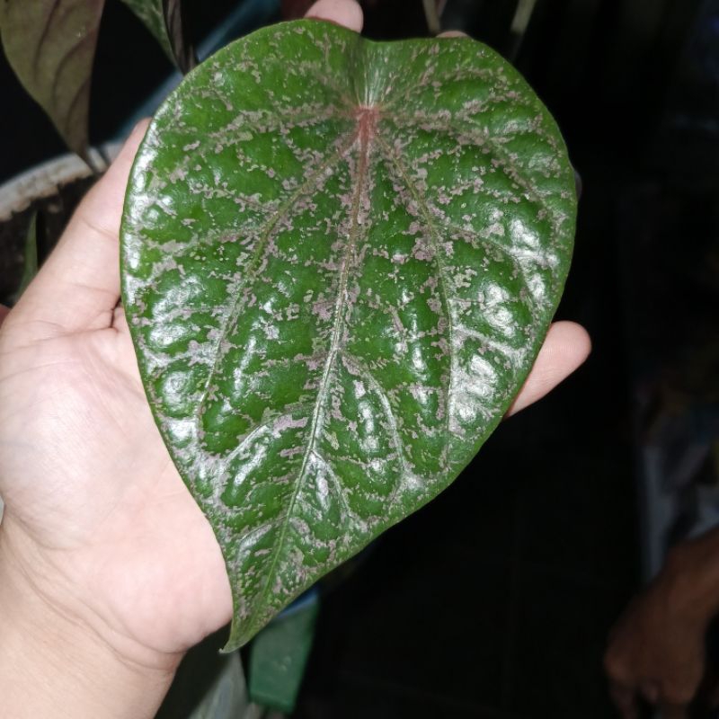 

DAUN SIRIH MERAH SEGAR!! PETIK LANGSUNG DAUN SIRIH MERAH // DAUN SIRIH MERAH