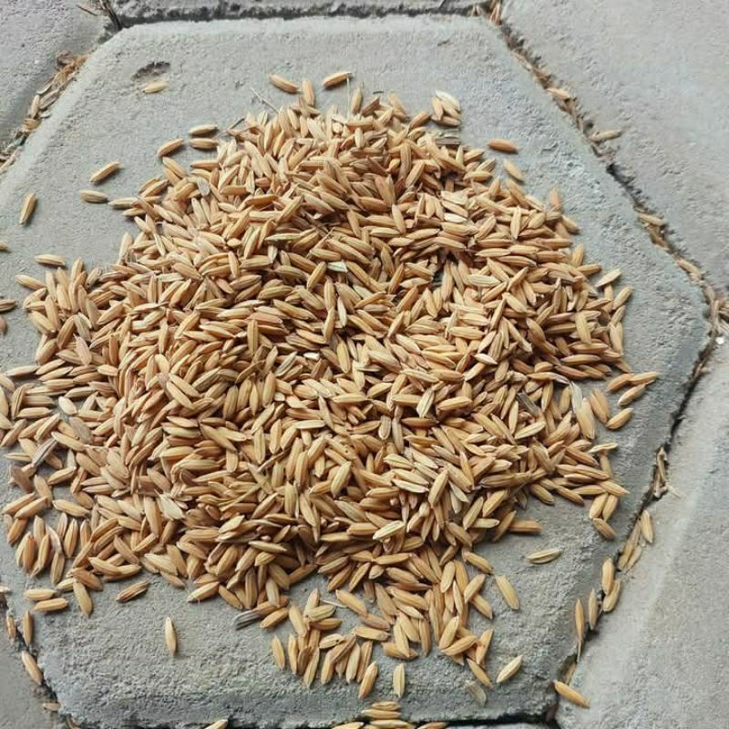 

gabah kering kemasan 1kg