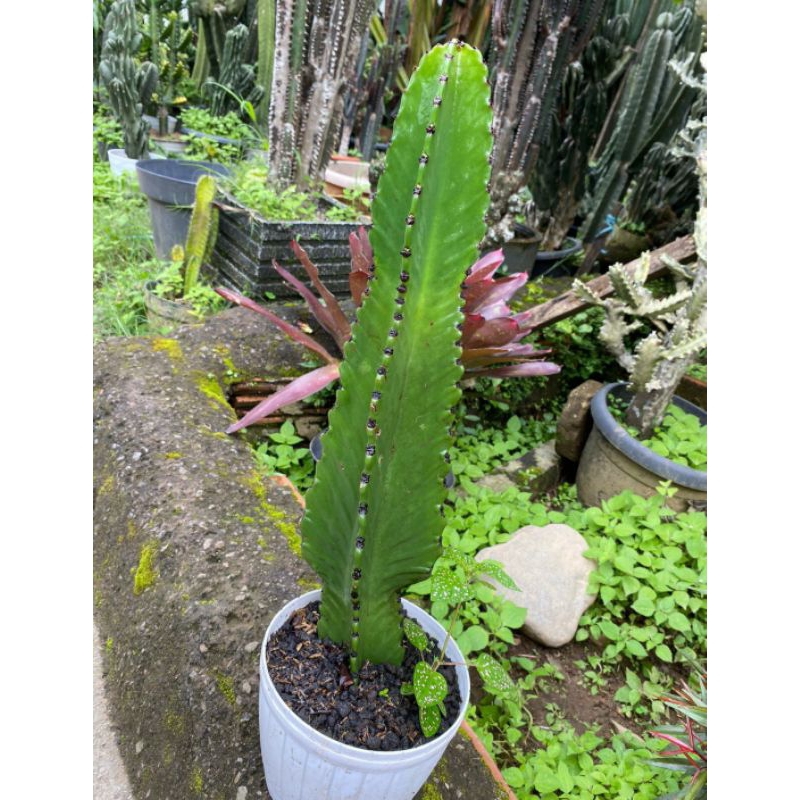 Euphorbia Ingens